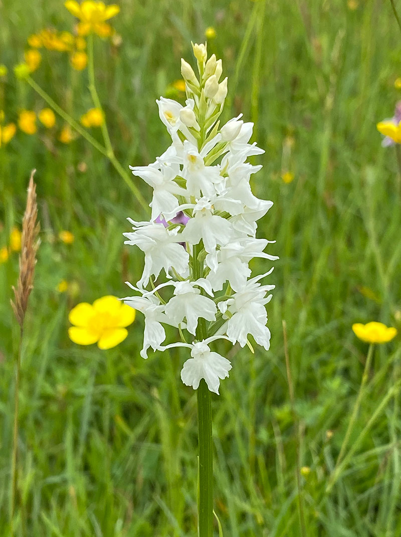 white common spotted orchid